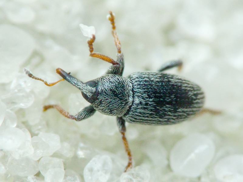 Tychius picirostris (Fabricius, 1787)